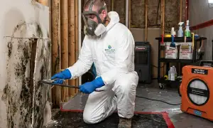 Mold remediation services in Rockford, IL for water damage restoration and cleanup
